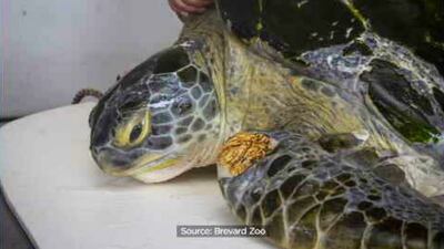 <p class="MsoNoSpacing" style="margin:0in 0in 0.0001pt"><span style="font-size:11pt"><span style="font-family:Calibri,sans-serif">The Brevard Zoo will release a 200-pound sea turtle named “Guacamole” into the ocean Monday.</span></span></p>