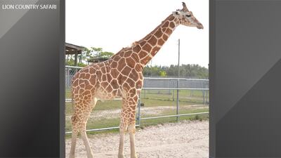 <p style="margin:0in 0in 0.0001pt"><span style="font-size:11pt"><span style="font-family:"Calibri",sans-serif">Lily and Jioni were in a pasture in their habitat during a thunderstorm six weeks ago when they were struck, officials said. </span></span></p>
