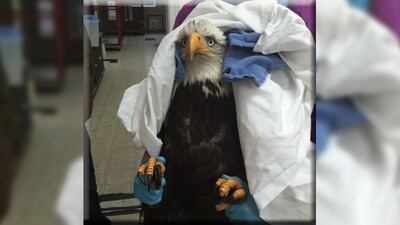 <p>(Sarvey Wildlife Care Center/Facebook)</p>