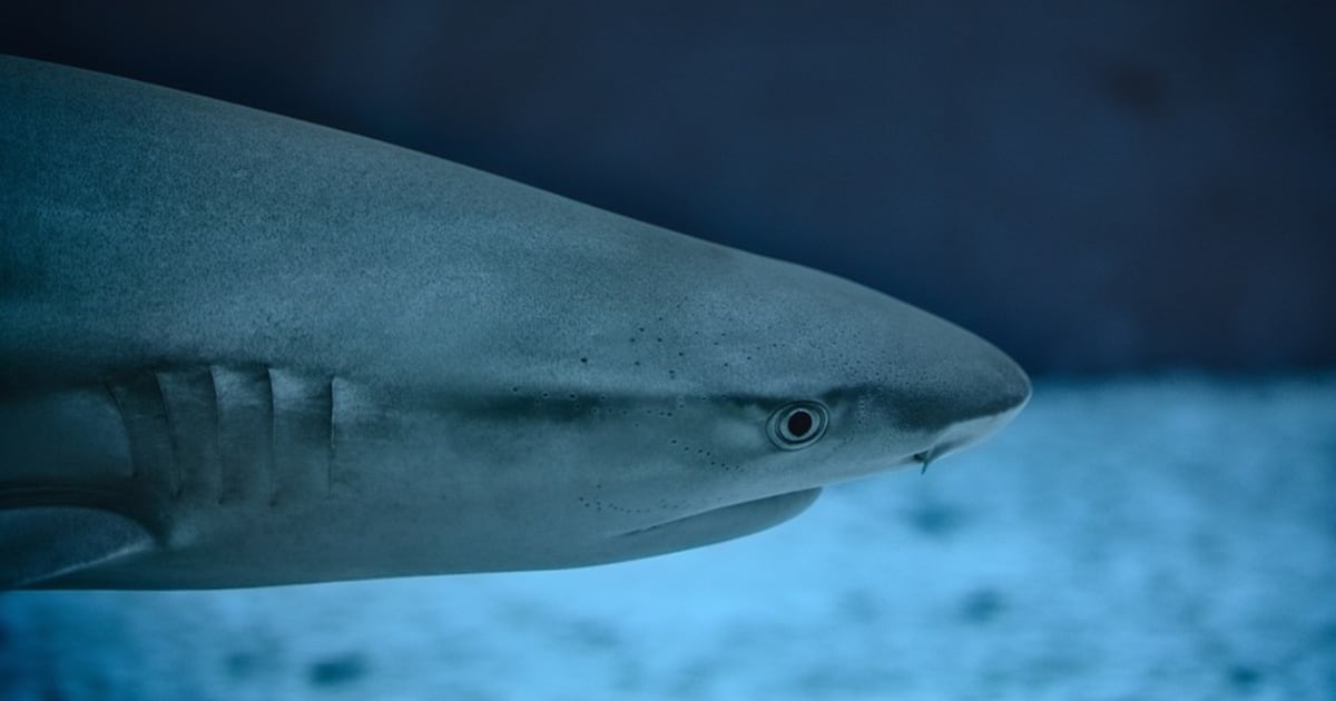 The International Shark Attack File investigates 88 alleged shark-human interactions