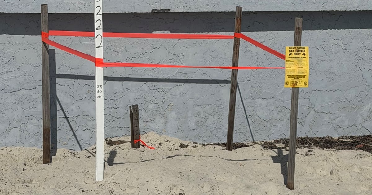 Volusia County breaks sea turtle nesting record with 1,518 nests