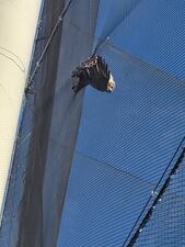 Firefighters rescue hawk stuck in Topgolf netting