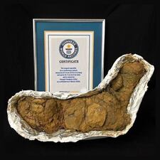 The museum is unveiling a new “Poozeum” exhibit featuring coprolites, also known as fossilized feces.