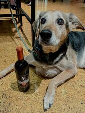 Pet Alliance, Quantum Leap Winery kicks off Orlando’s cutest pet photo contest