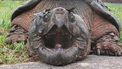 An alligator snapping turtle, which is native in rivers that empty into the Gulf of Mexico, was found in a neighborhood in Northern Virginia.