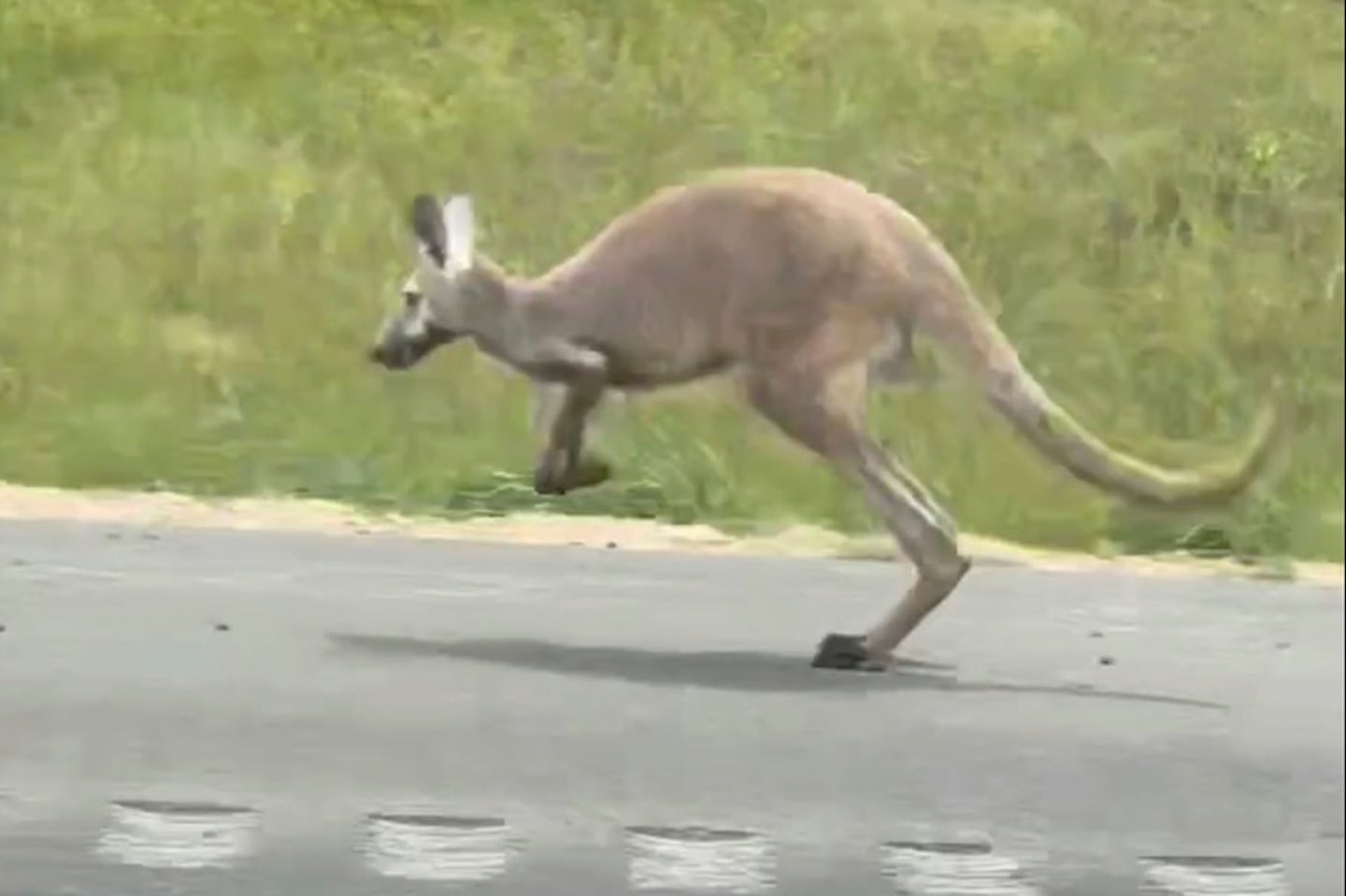 Kangaroo
