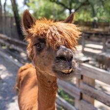 Children with special needs can enjoy a special adventure at a local Sanford zoo.