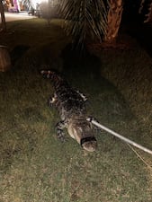 Deputies wrangle gator who walked up to residents front door