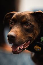 FDLE’s first Electronic Storage Detection K-9, Maple passes away