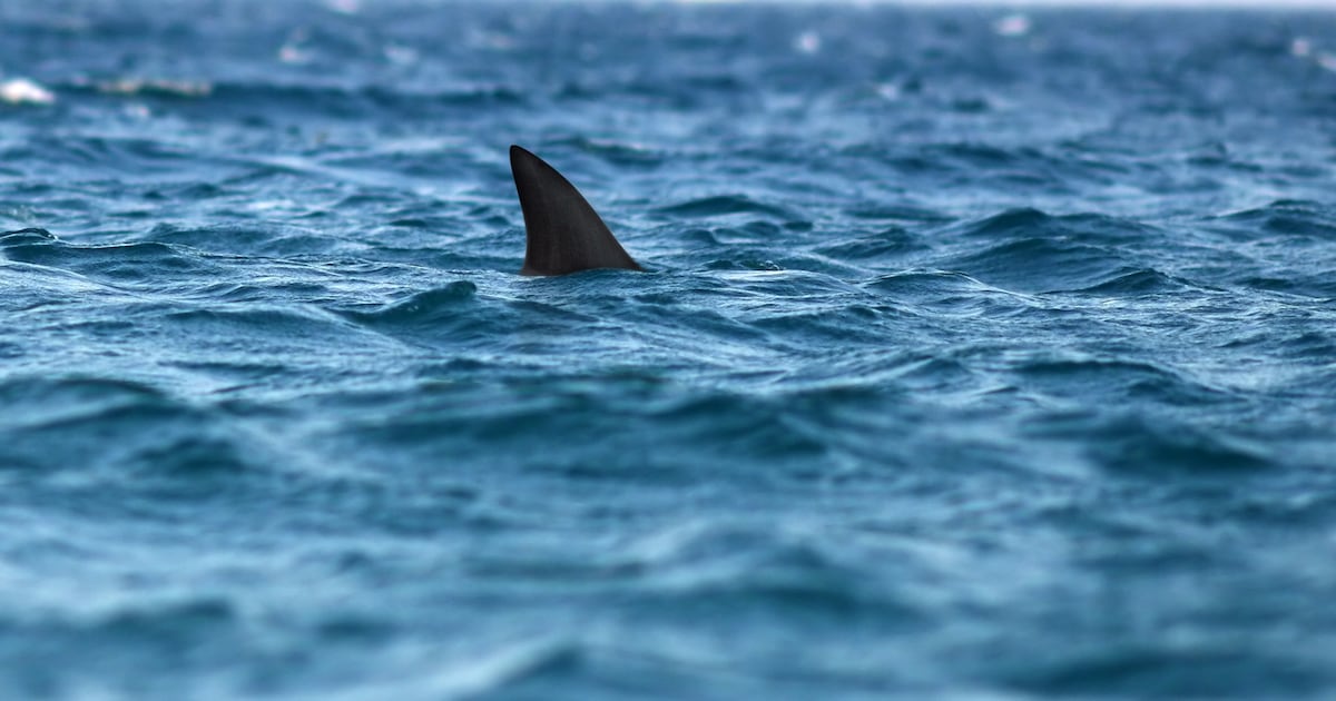 Florida beachgoers concerned over potential shark alert system