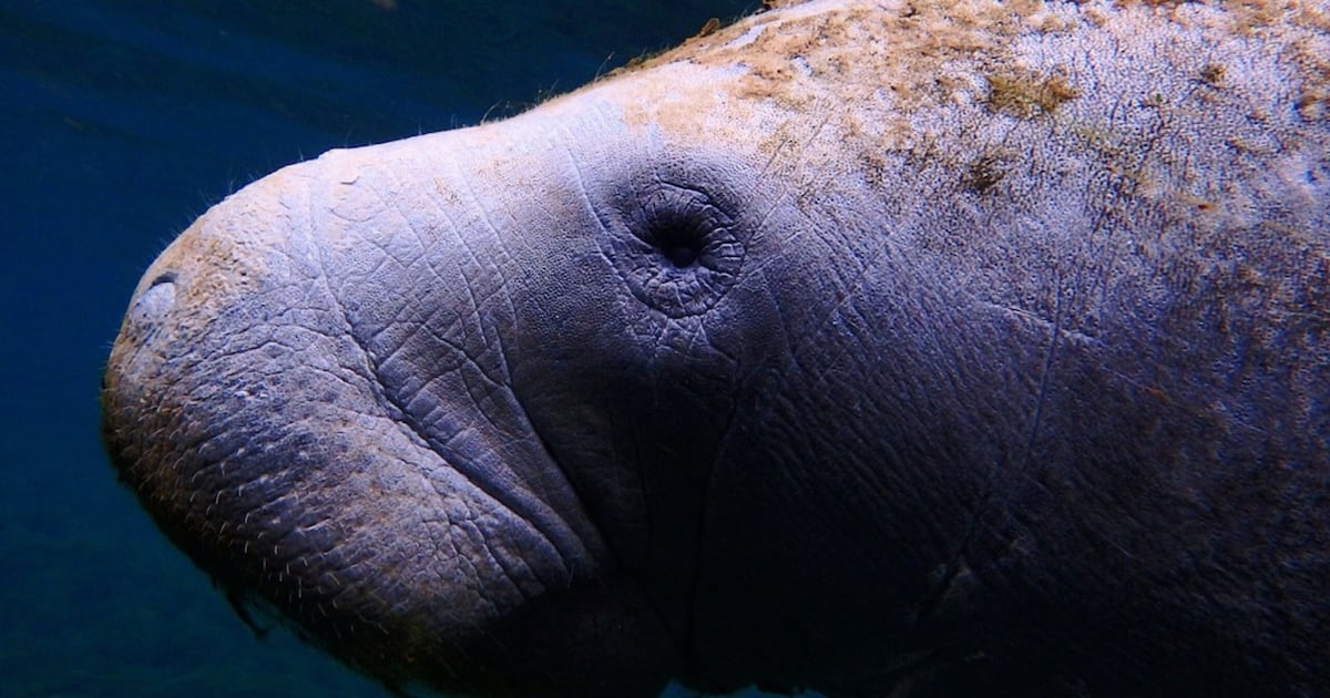 State Department of Environmental Protection fights back to reduce Manatee threats