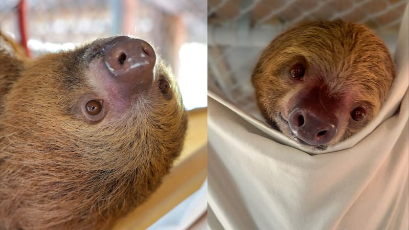 Rescued sloth ‘Phantom’ cleared from ICU care, Central Florida Zoo says