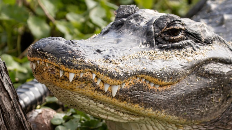 Hundreds of alligators live in Lake Apopka, FWC survey finds