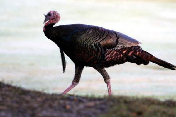 Feathers fly: Kansas deputies subdue turkey that broke into home