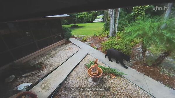 Video: WATCH: Momma bear and cubs break into back porch of Orlando home