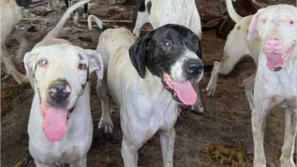Over two dozen Great Danes rescued from hoarding conditions