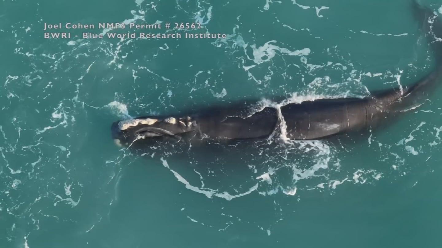 Take Action: Speak Up for Endangered North Atlantic Right Whales!