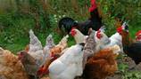 Orlando could allow more residents to own backyard chickens