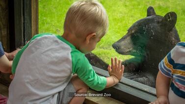 Brevard Zoo nominated as one of the best zoos in North America