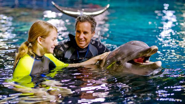 Disney prepares to permanently relocate its 3 dolphins from Epcot