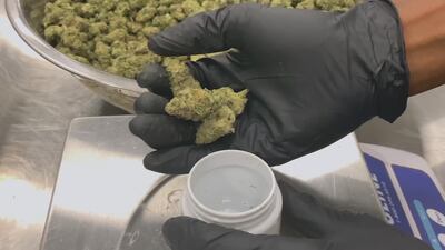 VIDEO: The Villages driving up Florida’s medical marijuana patient numbers