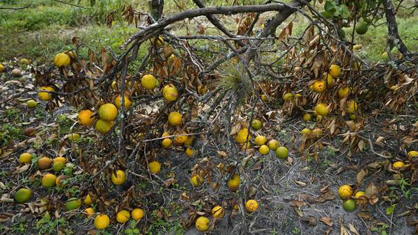 Florida farmers face ‘unprecedented financial strain’ after Hurricane Milton 