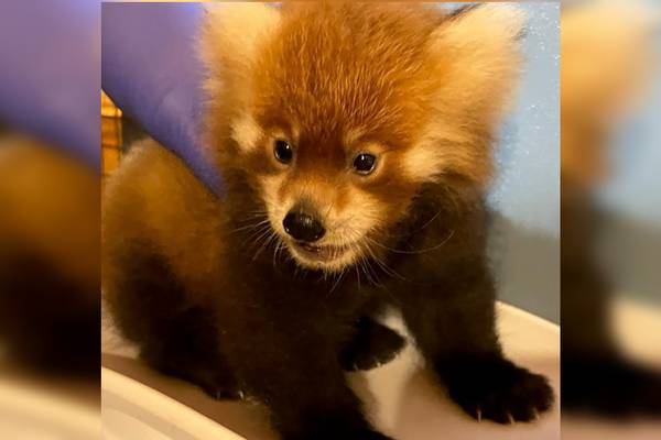 Public invited to name endangered red panda born at zoo
