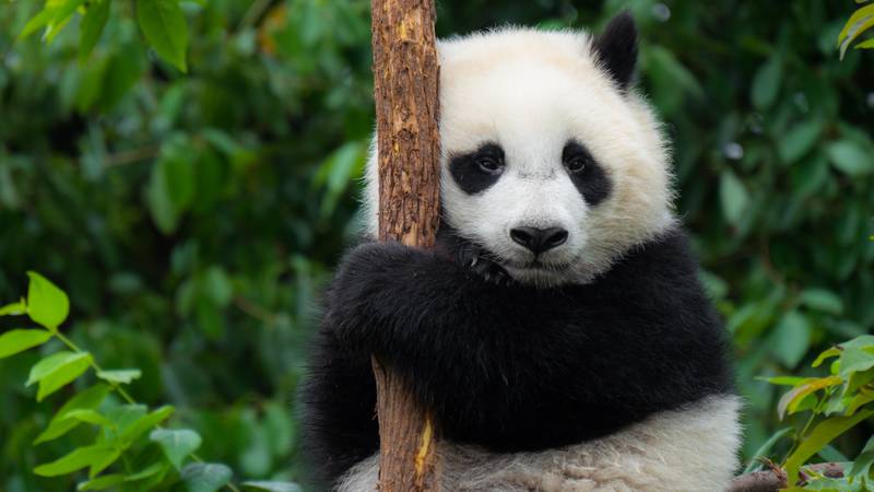 A giant panda bear cub sitting in a tree