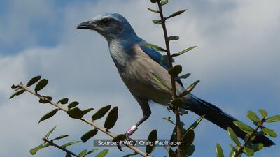 Seminole High students lobby state, county to make Florida scrub jay official bird