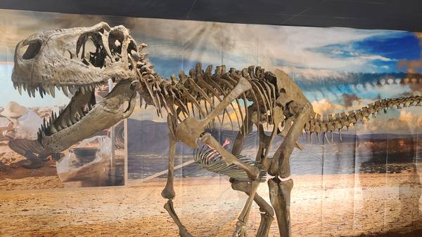 New authentic life-sized dinosaur skeleton casts coming to Central Florida