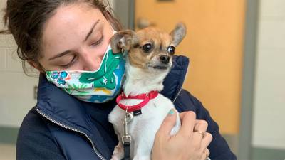 Chihuahua in need of new home after owner dies from COVID-19