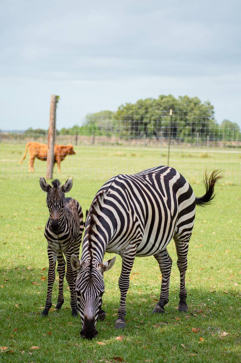 Baby Zebra makes appearance at Wild Florida