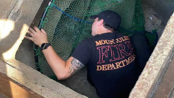 Tennessee firefighters rescue trapped brood of ducklings