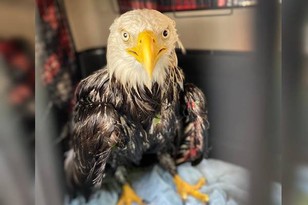 Injured bald eagle rescued from Massachusetts river bank