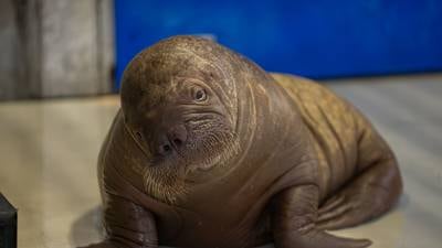 SeaWorld Orlando welcomes rescued Pacific Walrus calf, Ukiaq, from Alaska