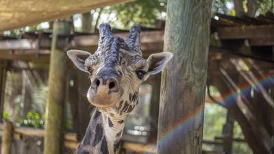 ‘His legacy will live on’: Brevard Zoo announces passing of longtime resident giraffe ‘Rafiki’