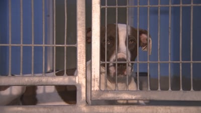 Photos: Pet shelters overcrowd as rising prices force families to surrender their pets